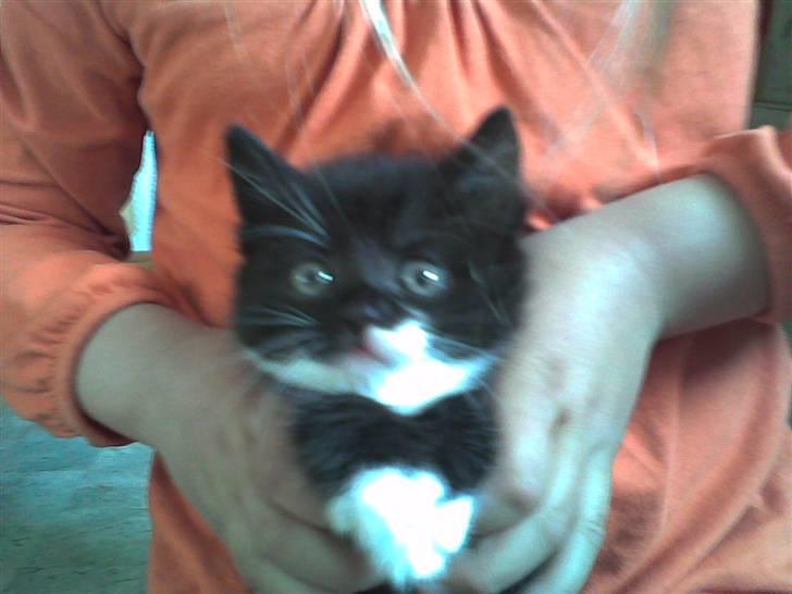 Huskat Nuzer - det er mig der holder kisser er hun ikke sød? billede 8