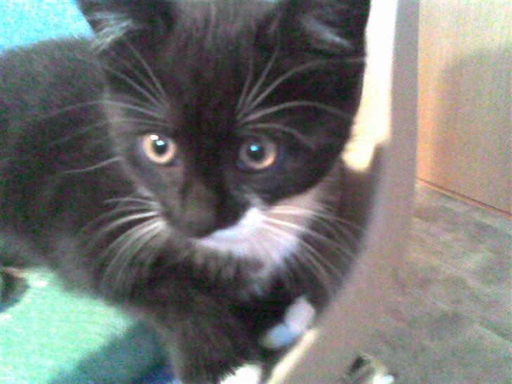 Huskat Nuzer - Kisser er nyskeri er det ikke sødt? billede 9