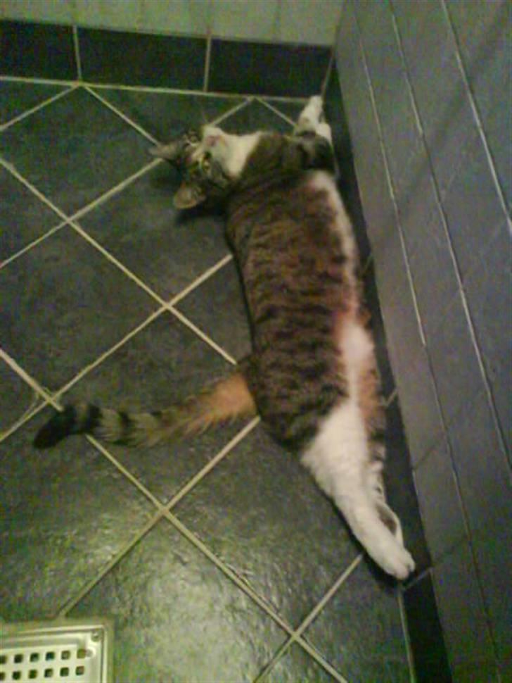 Blanding af racer betty<3 - hihi billede 14