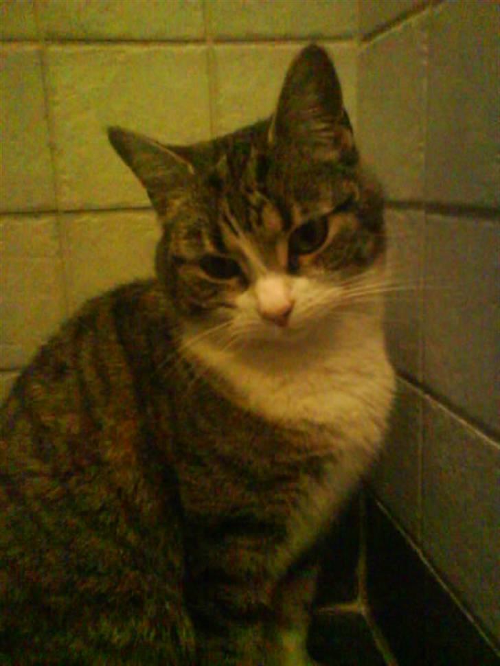 Blanding af racer betty<3 - flot;) billede 15