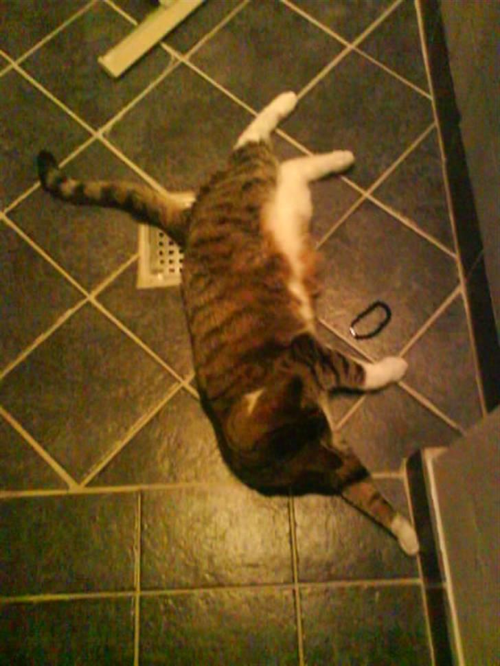 Blanding af racer betty<3 billede 16