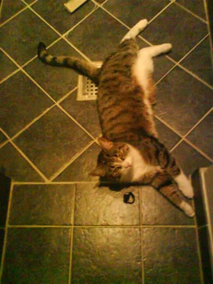 Blanding af racer betty<3 billede 17