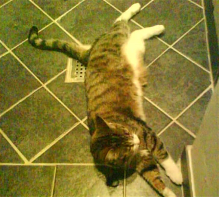 Blanding af racer betty<3 billede 18