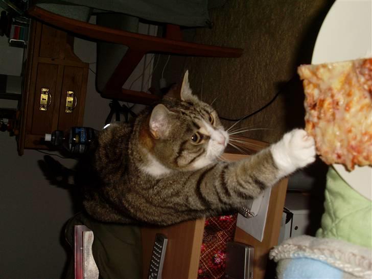 Blanding af racer betty<3 billede 19