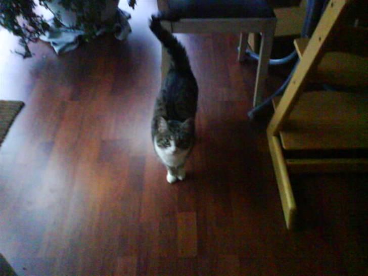 Blanding af racer betty<3 billede 20