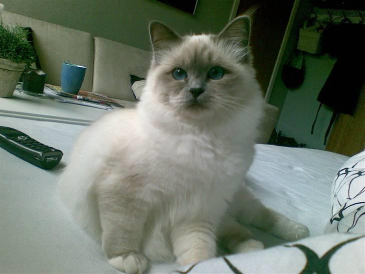 Hellig Birma Malou billede 1