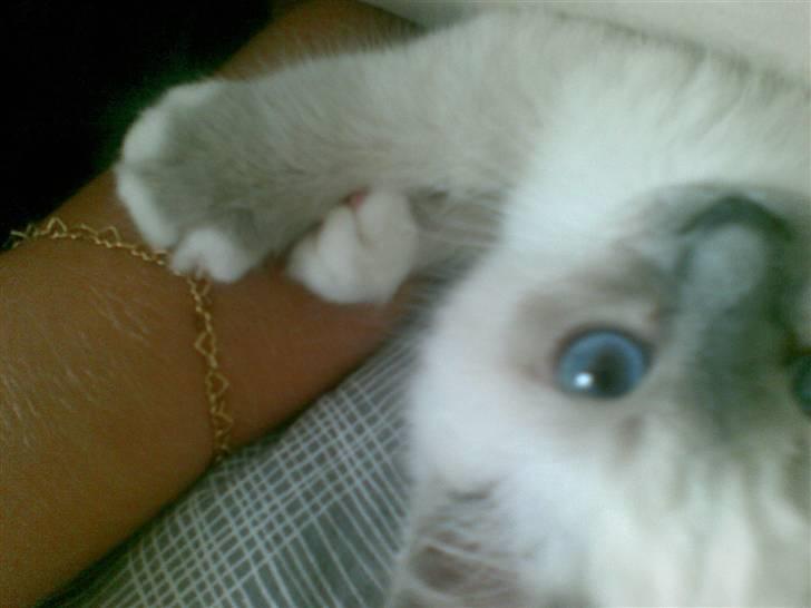 Hellig Birma Malou billede 2