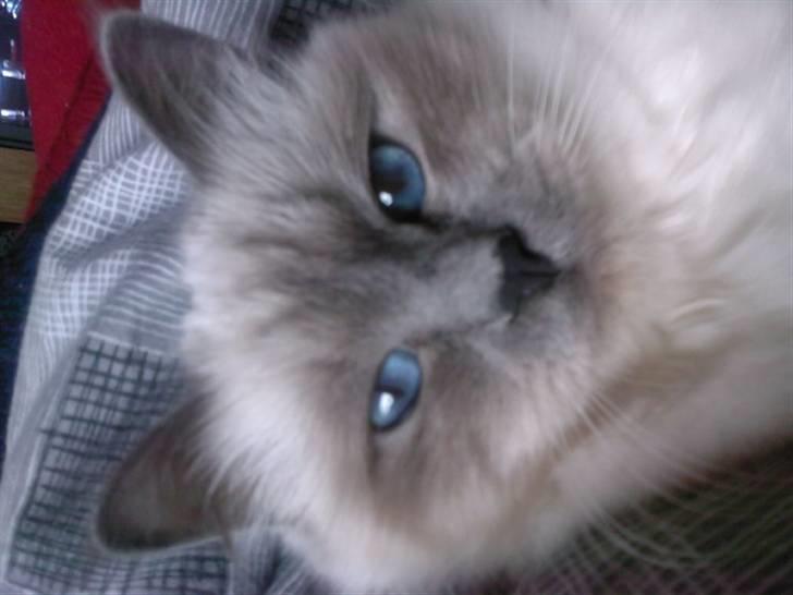 Hellig Birma Malou billede 3