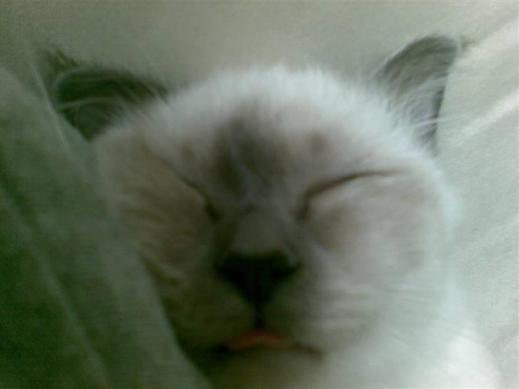 Hellig Birma Malou billede 4