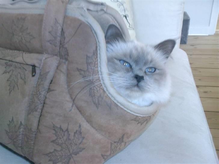 Hellig Birma Malou billede 5