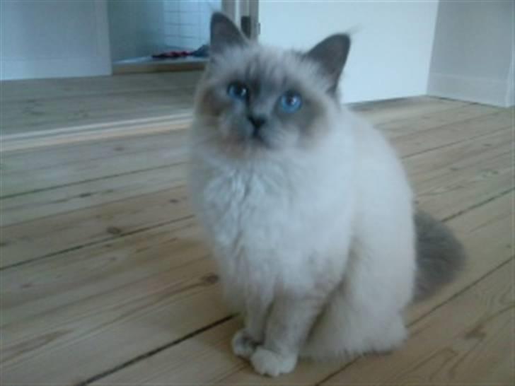 Hellig Birma Malou billede 6