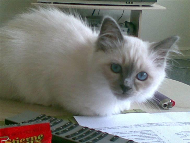 Hellig Birma Malou billede 7