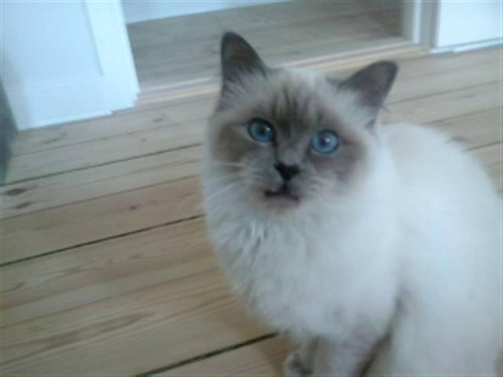 Hellig Birma Malou billede 8