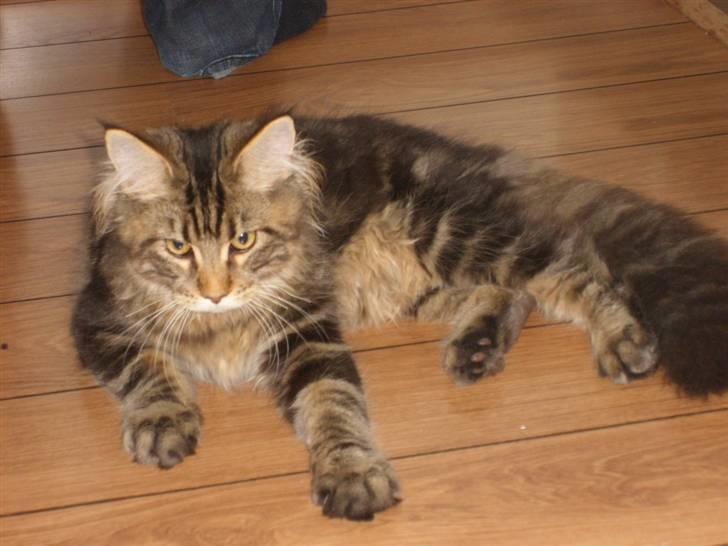 Maine Coon Cosmo  billede 11