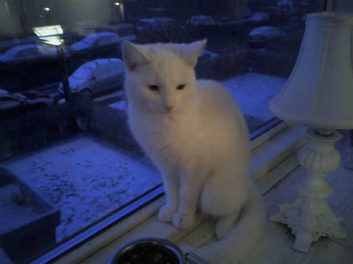 Blanding af racer Holly - her er hun :P er hun ikke dejlig ? flere billeder på vej :) billede 1