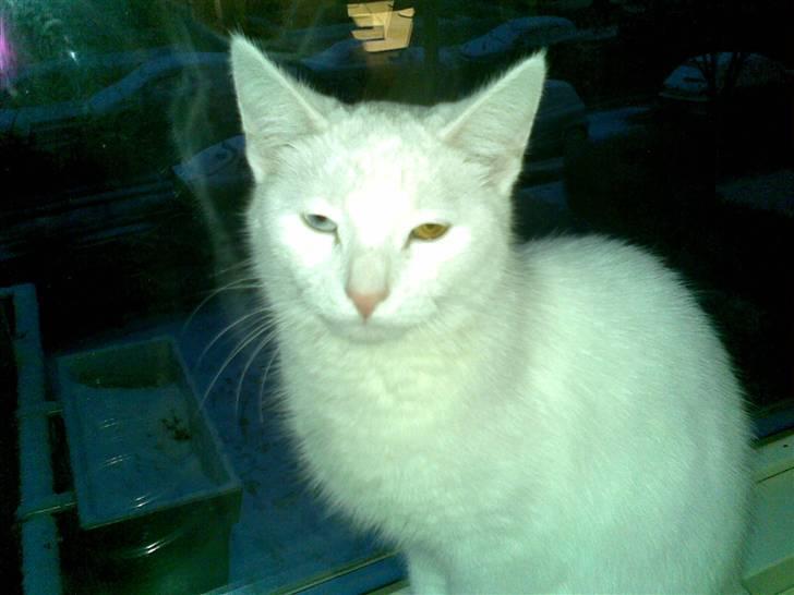 Blanding af racer Holly billede 2