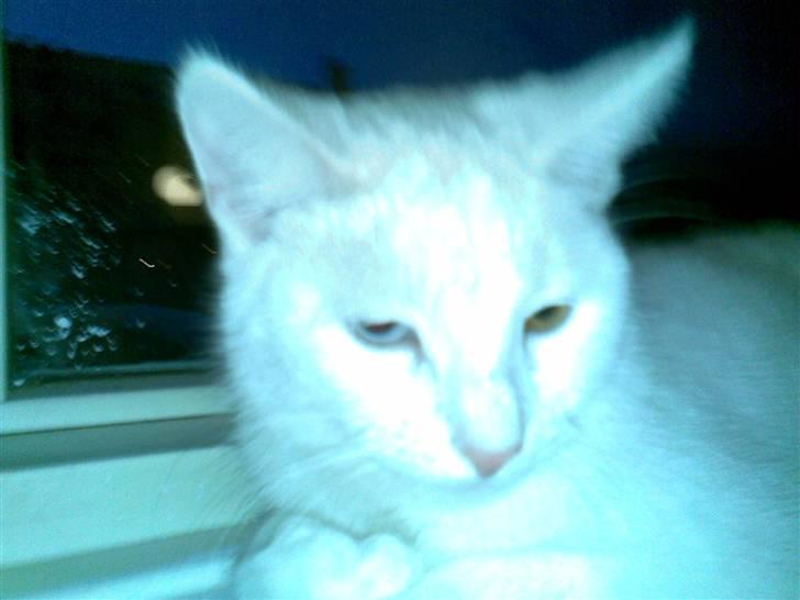 Blanding af racer Holly billede 3