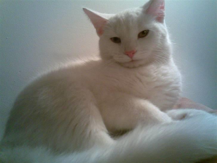 Blanding af racer Holly billede 4