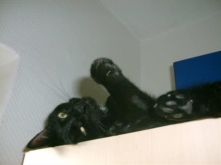 Huskat Bette Skid billede 16