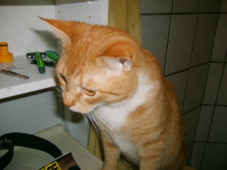 Huskat Bandit billede 12