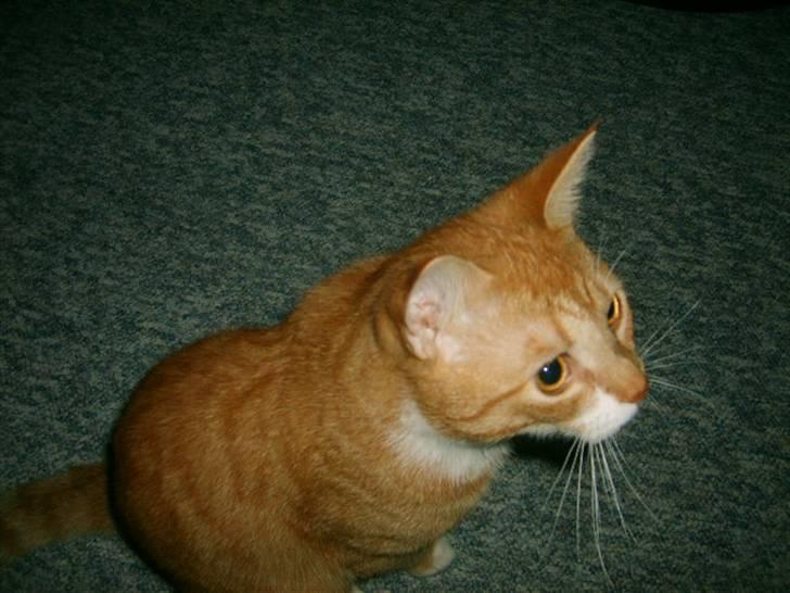 Huskat Bandit billede 13