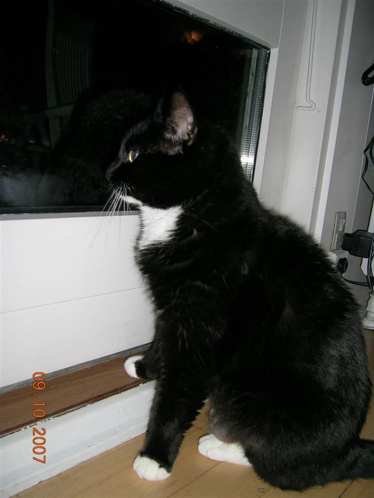 Huskat Kisser - Kisser kigger ud. billede 1