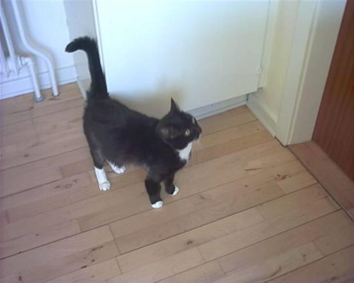 Huskat Kisser - Mmm. Der dufter godt der oppe. billede 2