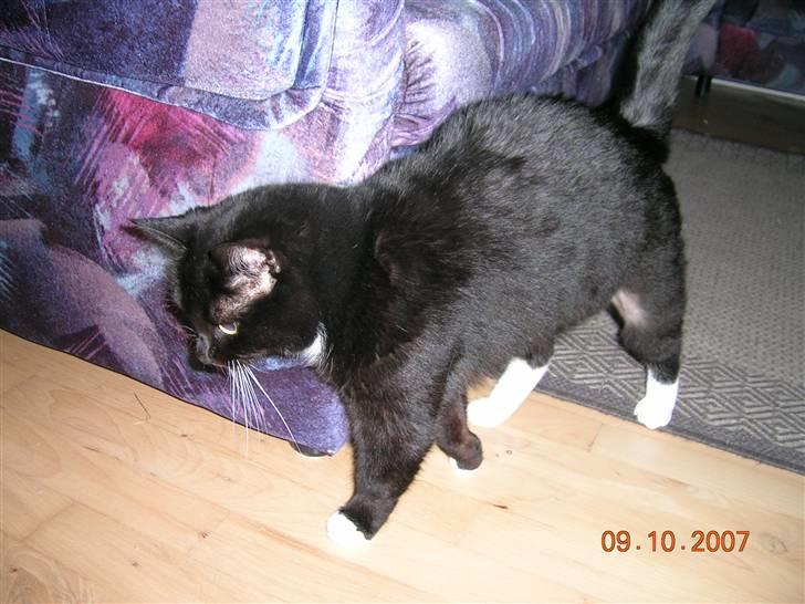 Huskat Kisser - Kisser gnider sig op af sofaen. billede 3