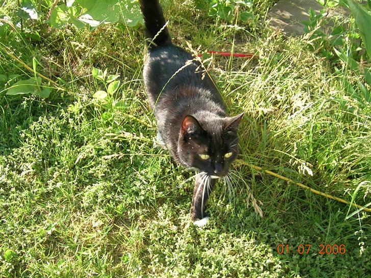 Huskat Kisser - Kisser i haven. billede 4