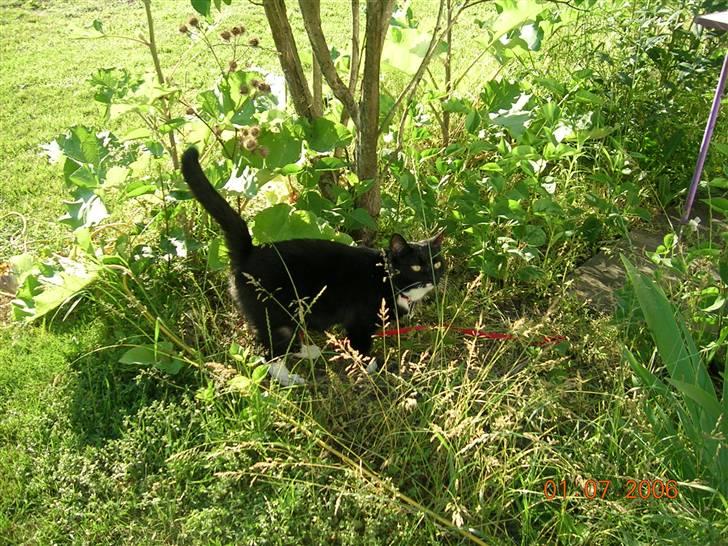 Huskat Kisser - Gad vide hva der er her inde? billede 5