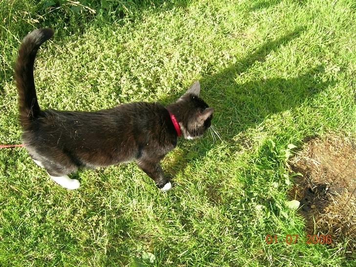 Huskat Kisser - Er er mon noget spændene her henne? billede 6