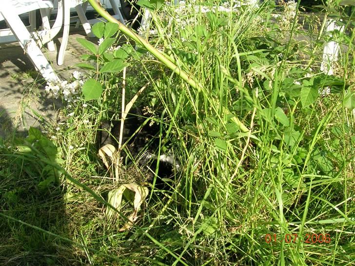 Huskat Kisser - Der er dejligt her inde i skyggen! billede 7