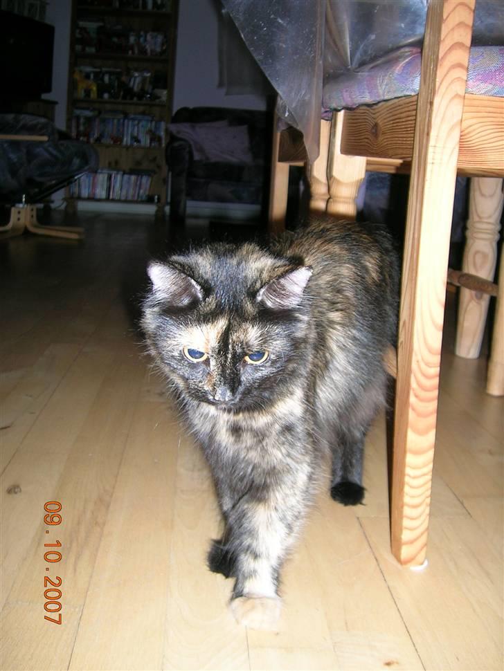 Norsk Skovkat Fluffy - Fluffy er lidt gerneret. billede 1