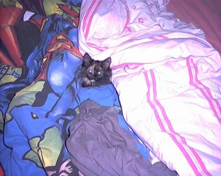 Norsk Skovkat Fluffy - Fluffy i sengen. billede 2