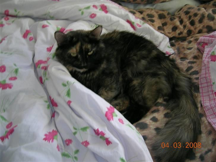 Norsk Skovkat Fluffy - Fluffy i sengen. billede 3