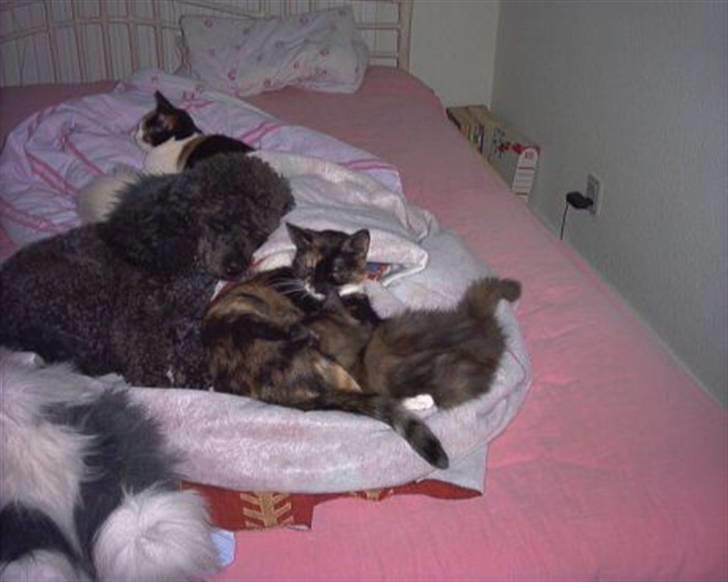 Norsk Skovkat Fluffy - Fluffy og de andre katte + vores hund. billede 4