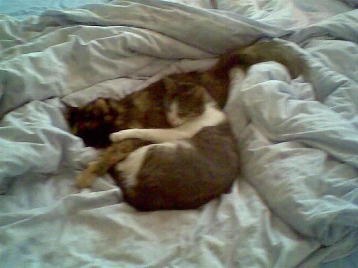 Norsk Skovkat Fluffy - Fluffy og Perle. billede 6