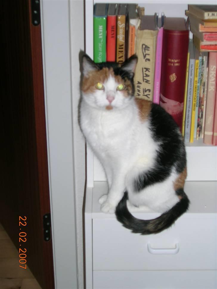 Huskat Tortie - Tortie sidder ved bogreolen. billede 1