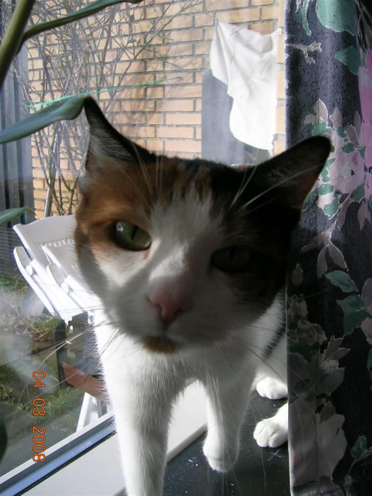 Huskat Tortie - Tortie kom vidst lidt tæt på kameraet. billede 2