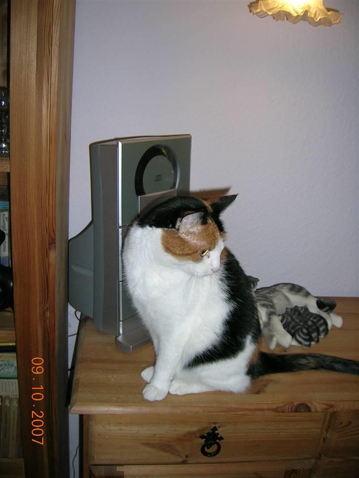 Huskat Tortie - Hun har vidst fået øje på noget. billede 3