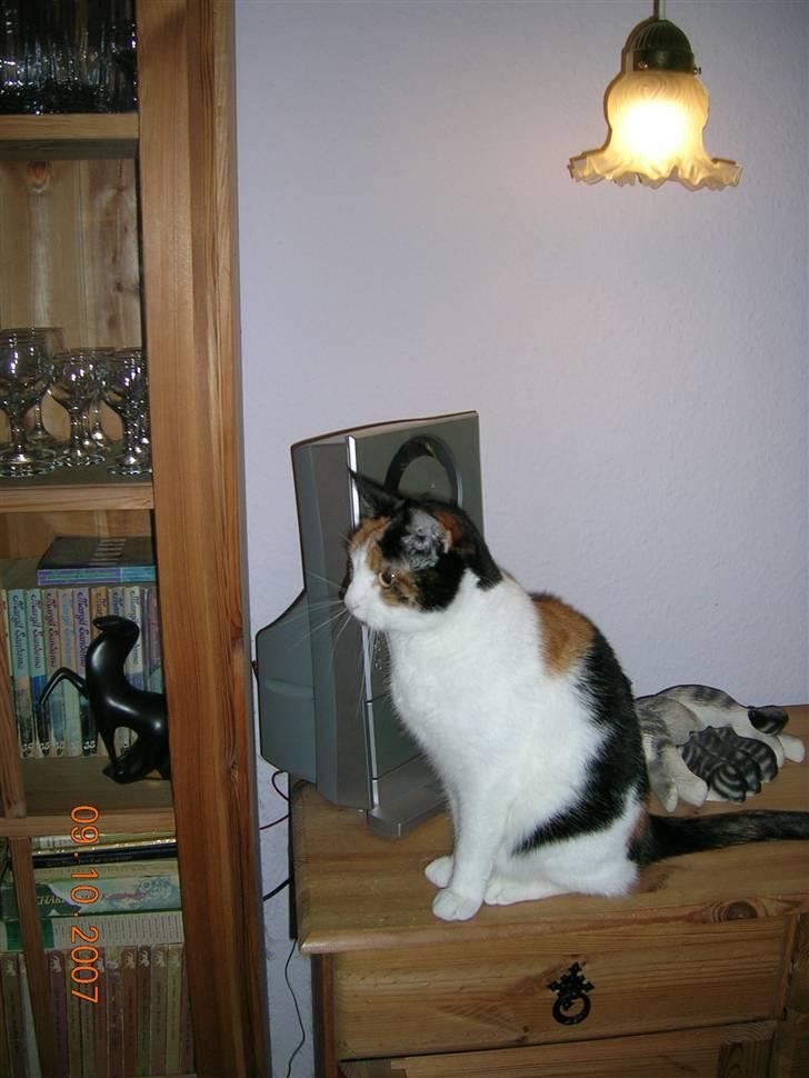 Huskat Tortie - Nu til den anden side. billede 4