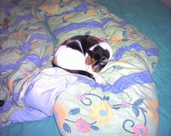 Huskat Tortie - Tortie sover i sengen. billede 5