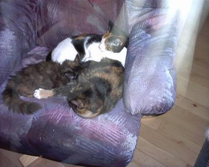 Huskat Tortie - Tortie, Tøsen, og Fluffy. billede 7