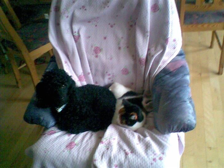 Huskat Tortie - Tortie og vores hund Uffe. billede 8