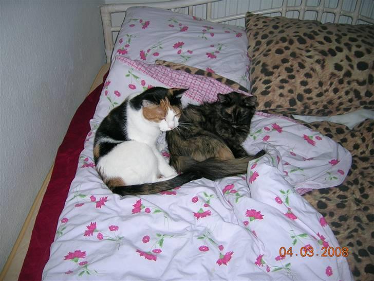 Huskat Tortie - Tortie og Fluffy. billede 9