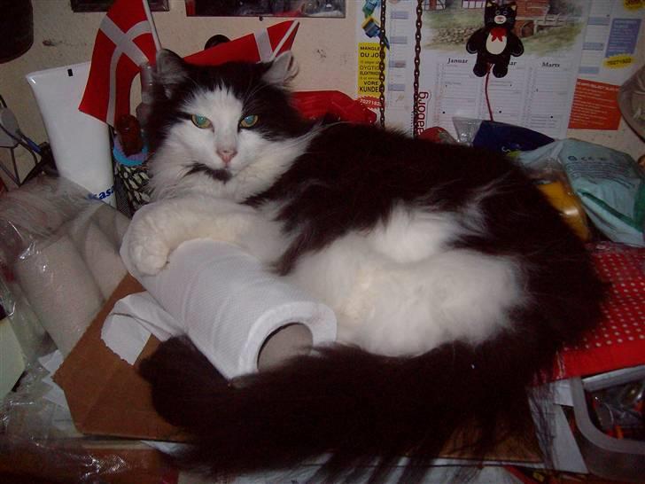 Blanding af racer Pussi - Hej jeg hedder Pussi billede 1