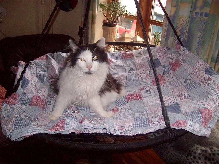 Blanding af racer Pussi - Min skønne Pussi i sansegyngen  billede 2