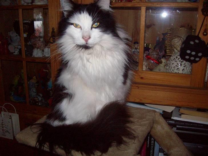 Blanding af racer Pussi - Pussi  billede 3