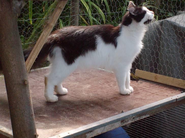 Blanding af racer Pussi - Pussi ude i volieren  billede 5