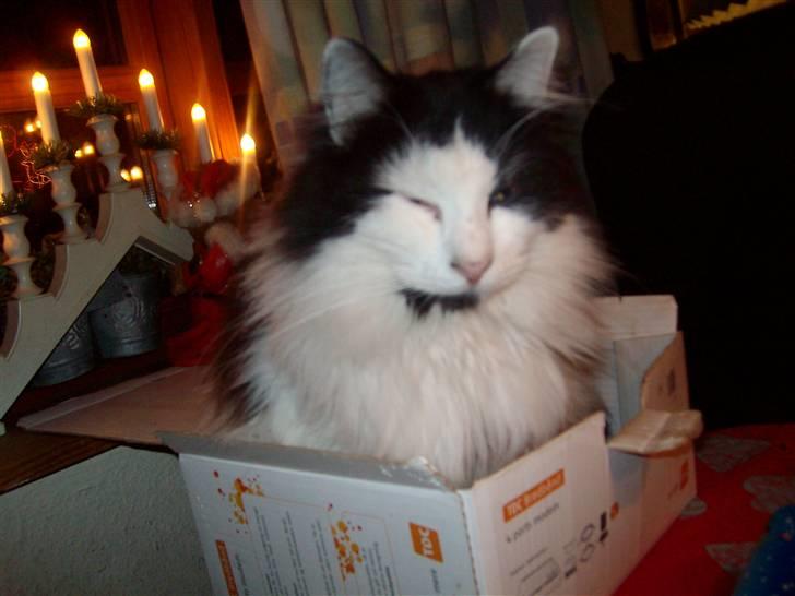 Blanding af racer Pussi - Pussi hygger sig  billede 6